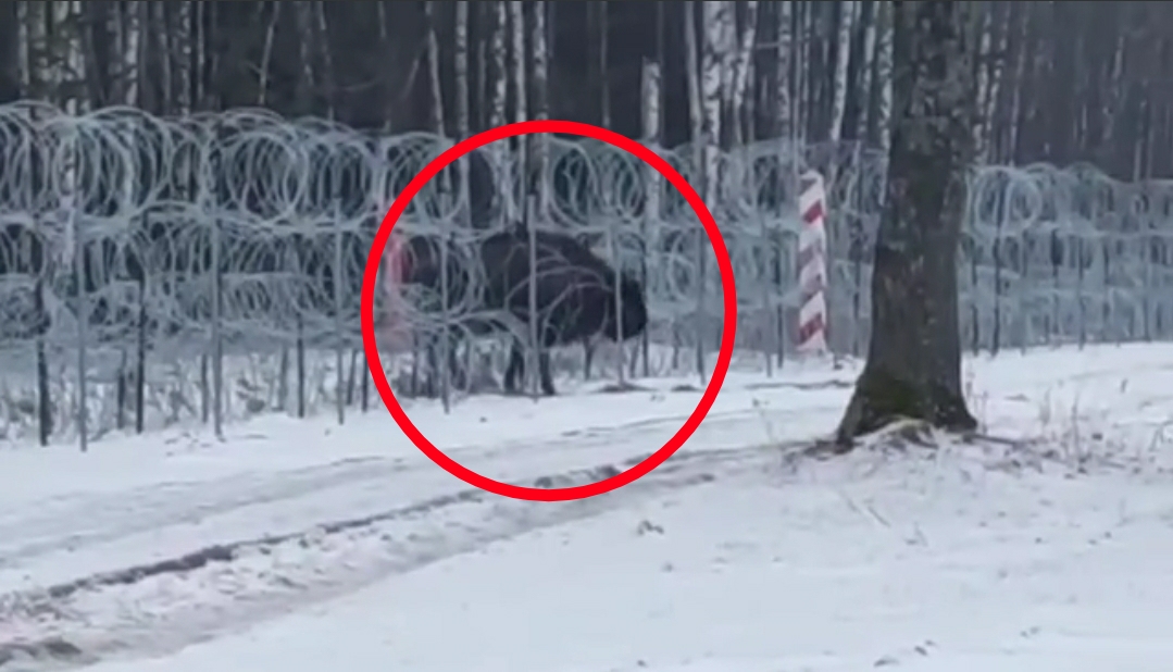 Granica polsko-białoruska: Do sieci trafiło nagranie opublikowane przez Białowieski Park Narodowy. Uwieczniono na nim "Mańkę" – krowę żubra